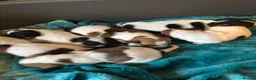 Jack Russell dogs for sale: Old fashion type Miniature jack russell puppies - Advert 25