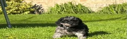 Mixed Breed dogs for sale: Gorgeous poodle puppies - Advert 3