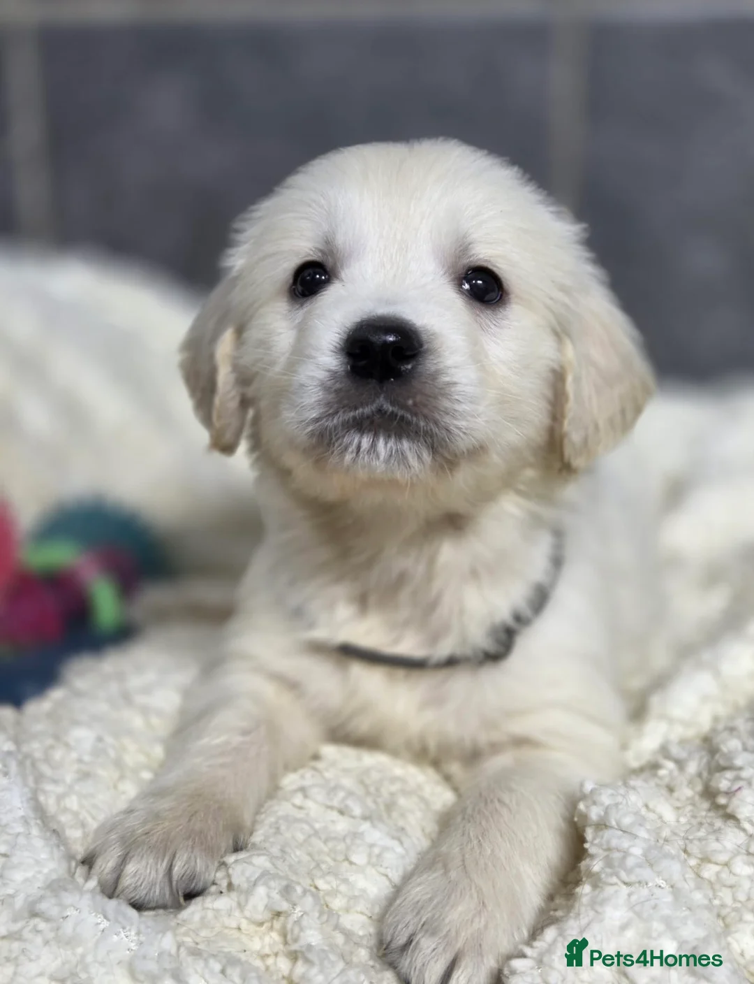 Golden Retriever dogs for sale: Beautiful kc golden retriever pups - Advert 5