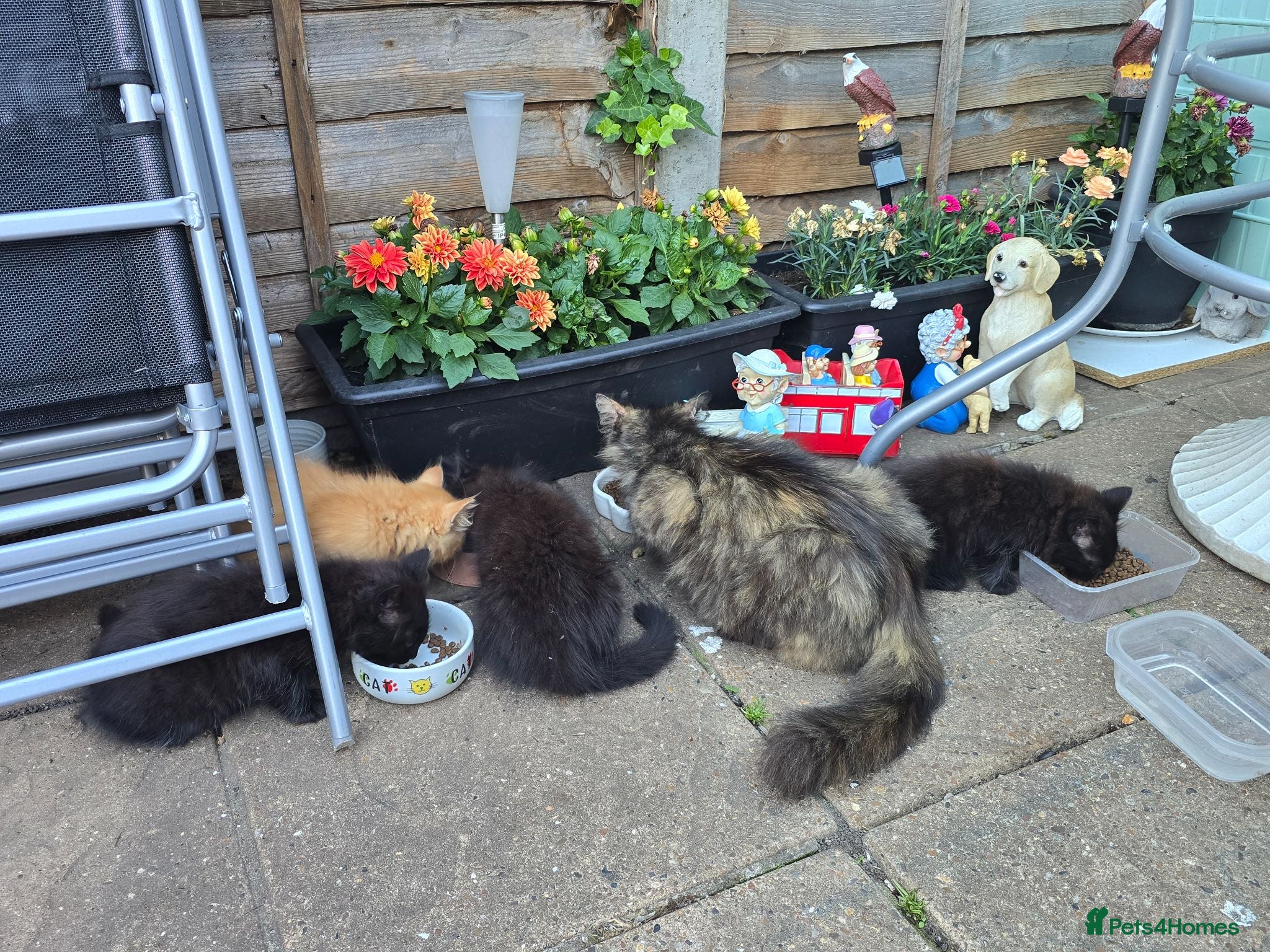 Mixed Breed cats Domestic longhair  - Advert 2