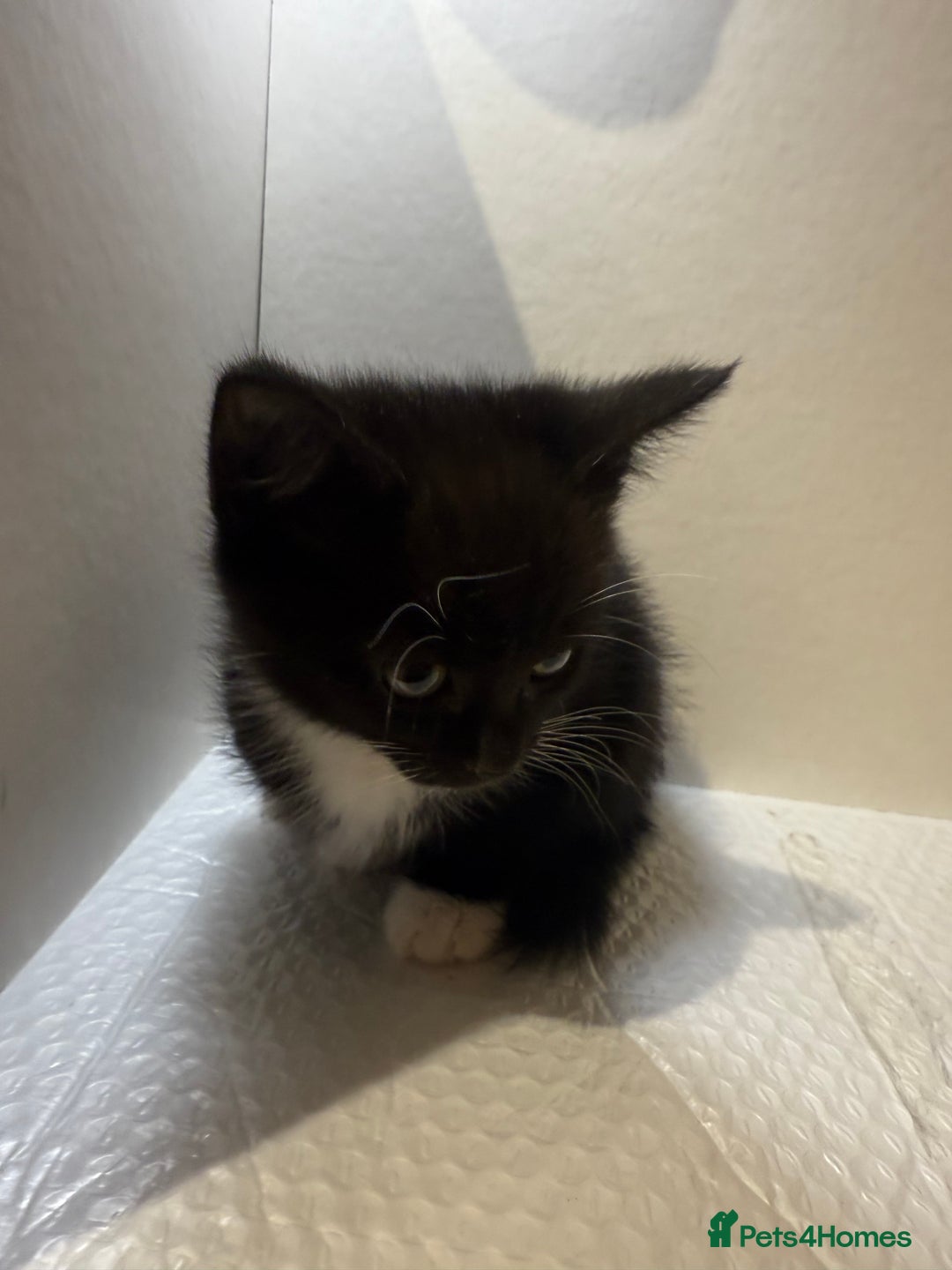 Korat cats for sale: Cute playful kittens ready for their new home 🖤🤍 - Advert 8