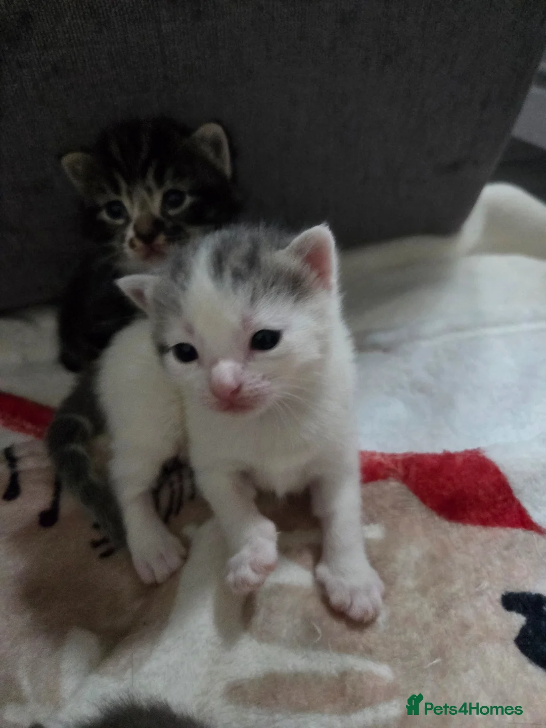 Mixed Breed cats for sale: Beautiful fluffy kittens for sale  - Advert 10