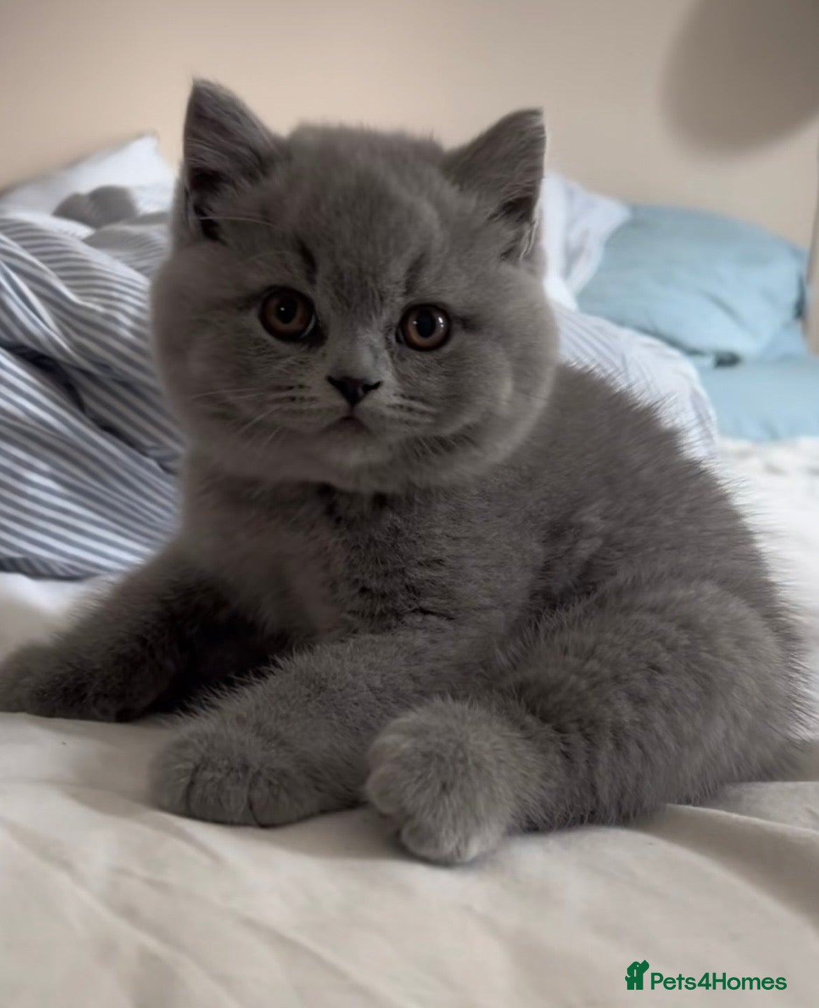 British Shorthair cats BRITISH SHORTHAIR - BLUE FEMALE KITTEN 🩷🩷🩷🩷 - Advert 4