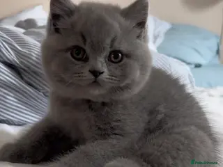 British Shorthair cats BRITISH SHORTHAIR - BLUE FEMALE KITTEN 🩷🩷🩷🩷 - Advert 4