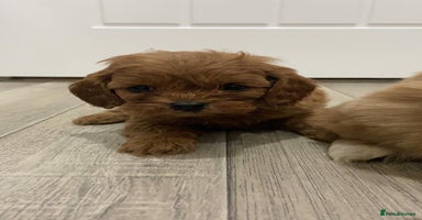 Cavapoo dogs - Advert 9