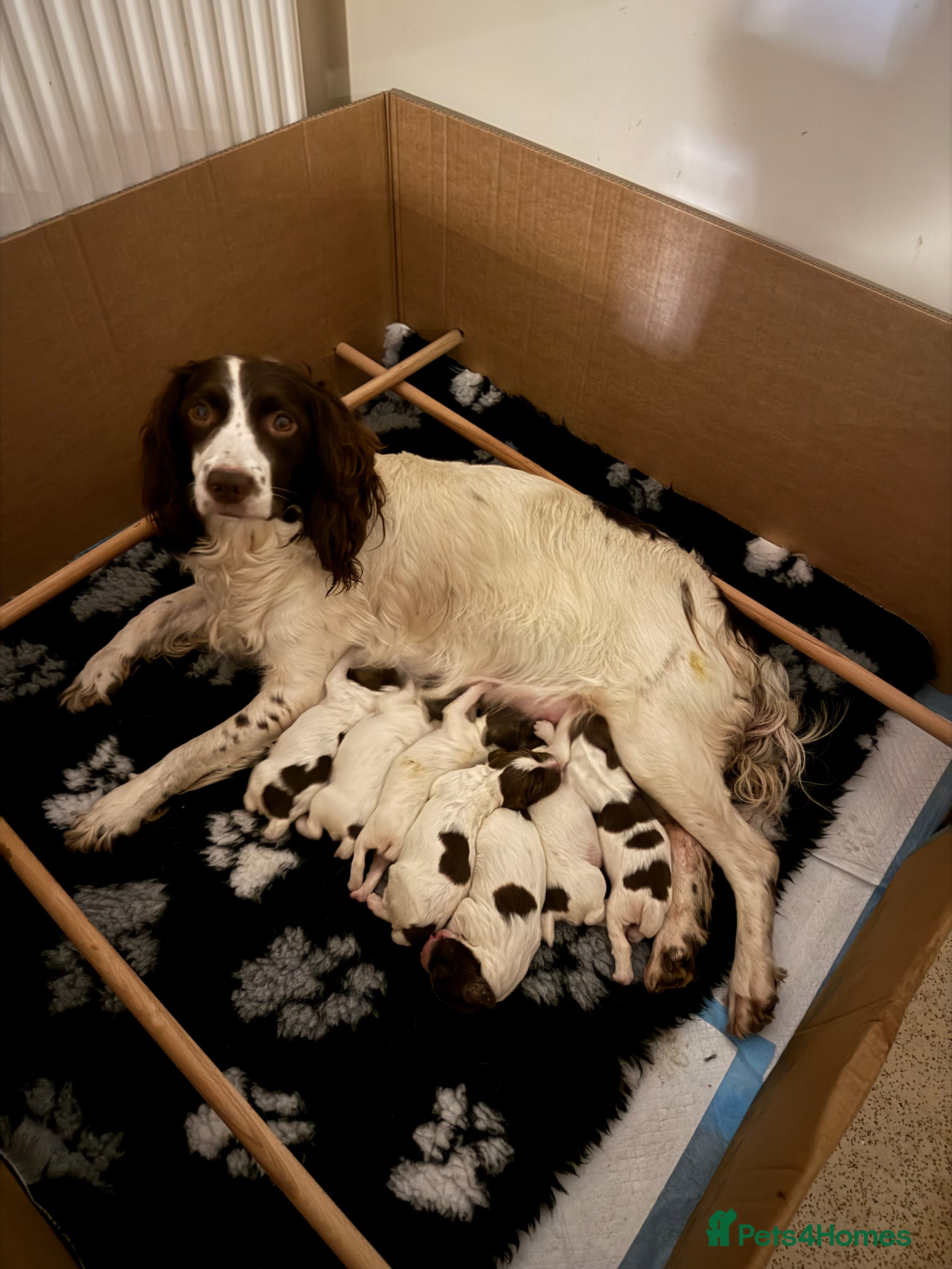 English Springer Spaniel dogs Beautiful bouncy English springer spaniel puppies - Advert 13