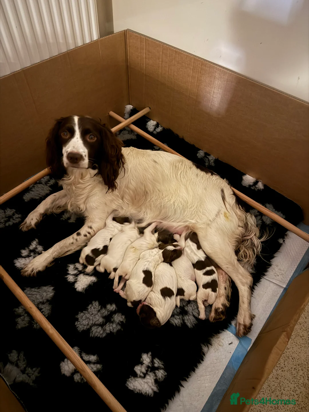 English Springer Spaniel dogs for sale: Beautiful bouncy English springer spaniel puppies - Advert 1