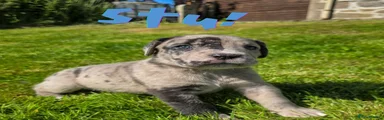 Stu