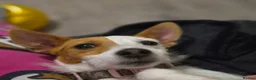 Jackapoo dogs for sale: Gorgeous jackapoo puppies 🐶  - Advert 23