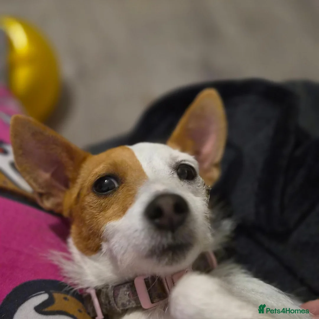 Jackapoo dogs for sale: Gorgeous jackapoo puppies 🐶  - Advert 23