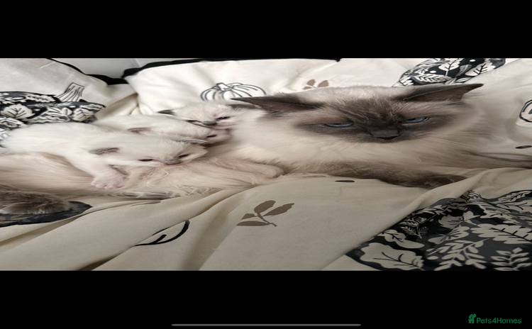 Ragdoll cats - Advert 13