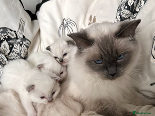 Ragdoll cats - Advert 14