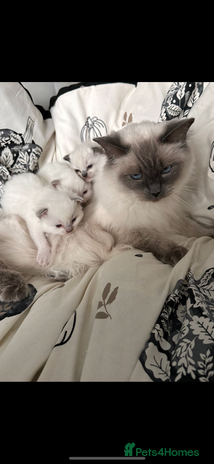 Ragdoll cats - Advert 13