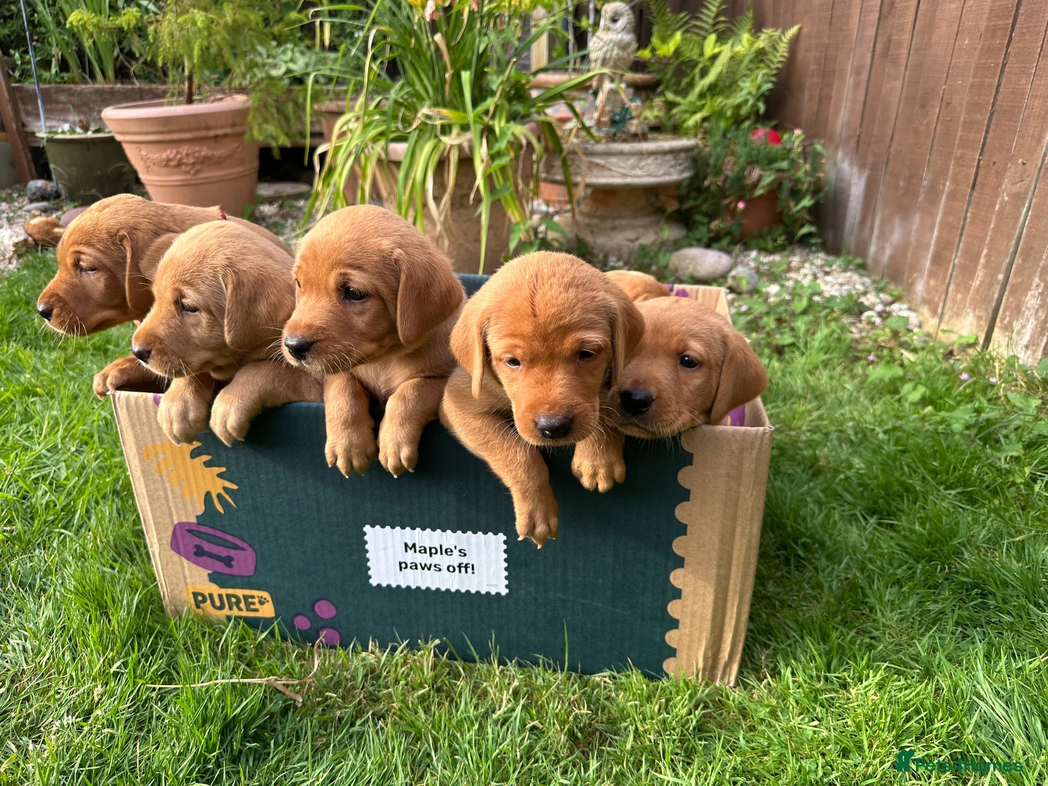 Labrador Retriever dogs Fox Red labrador puppies - Advert 3