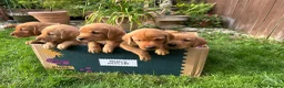 Labrador Retriever dogs for sale: Fox Red labrador puppies in Swindon - Advert 1