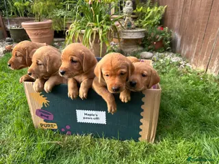 Labrador Retriever dogs Fox Red labrador puppies - Advert 13