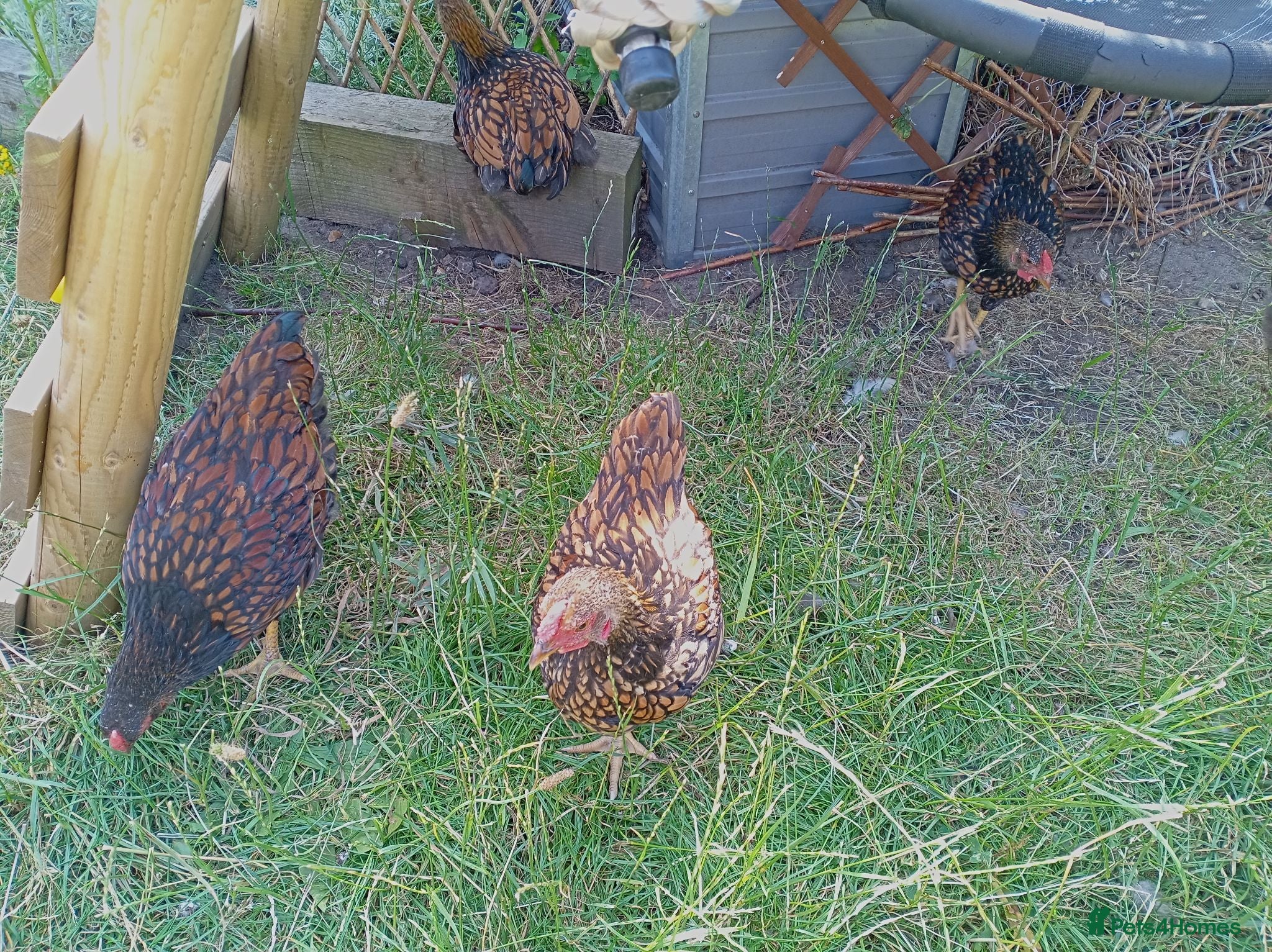 Chickens poultry x4 Gold Laced Wyandotte Cockerels  - Advert 1