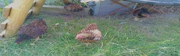 Chickens poultry for sale: x4 Gold Laced Wyandotte Cockerels  - Advert 1
