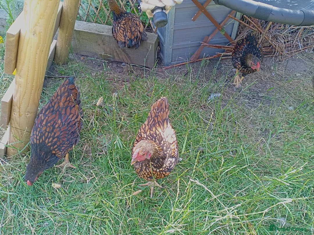 Chickens poultry for sale: x4 Gold Laced Wyandotte Cockerels  - Advert 1