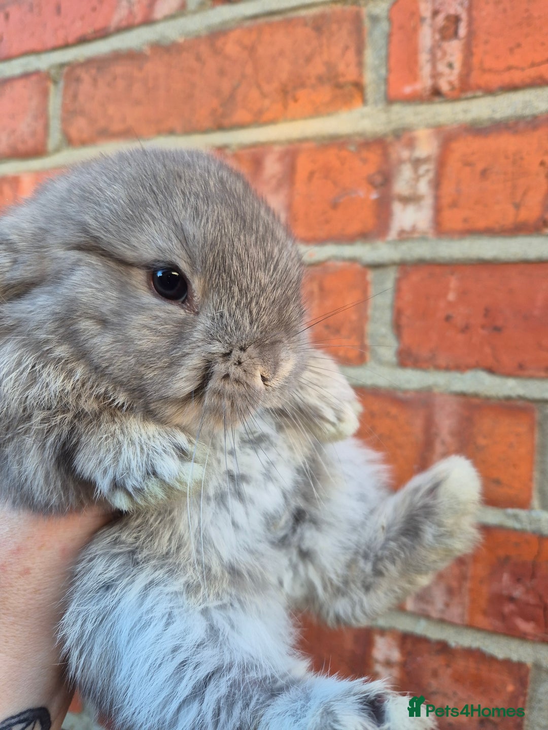 Mini Lop rabbits for sale: 7 stunning mini lops - Advert 9