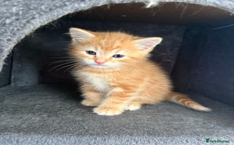 Mixed Breed cats - Advert 8