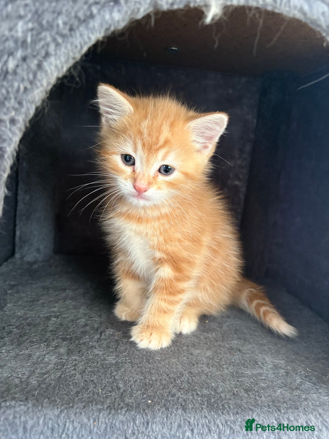 Mixed Breed cats for sale: Adorable fluffy ginger kittens  - Image 1