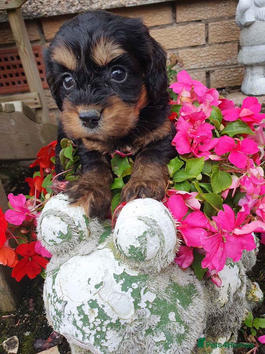Cockapoo dogs for sale: cockapoo puppies f1 - Image 1