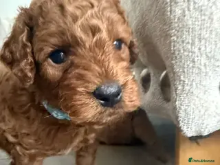 Cavapoo dogs Beautiful F1b Toy Cavapoos parents health checked - Advert 9