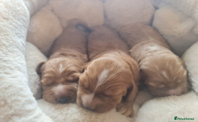Cocker Spaniel dogs - Advert 1