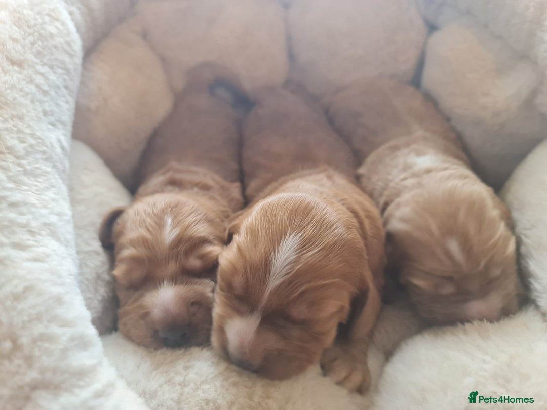 Cocker Spaniel dogs for sale: 3 boy Golden Cocker Spaniel puppies  - Image 1