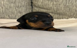 Miniature Dachshund dogs for sale: Just 1 left! KC registered miniature dachshund  - Image 14