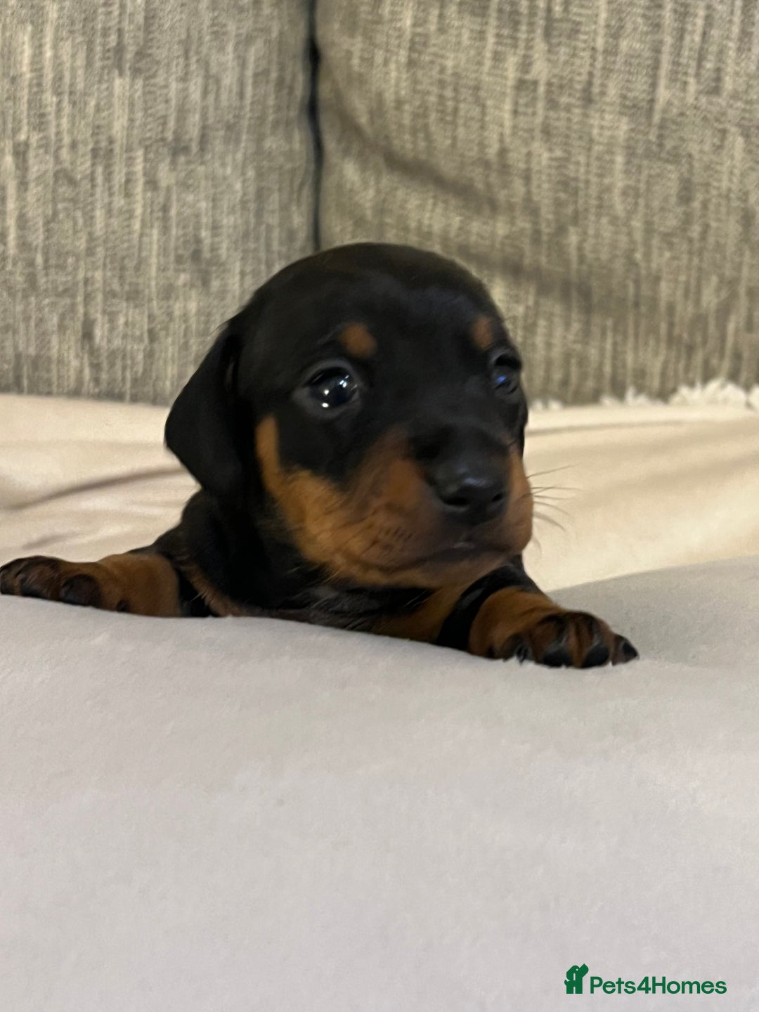 Miniature Dachshund dogs for sale: Just 1 left! KC registered miniature dachshund  - Image 14