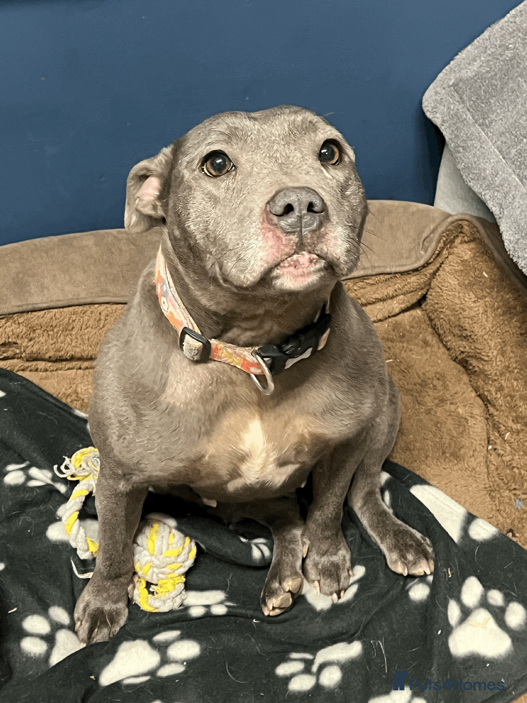 Staffordshire Bull Terrier dogs for sale: 🌸 Tallulah – KC  Staffordshire Bull Terrier 🌸 - Advert 5