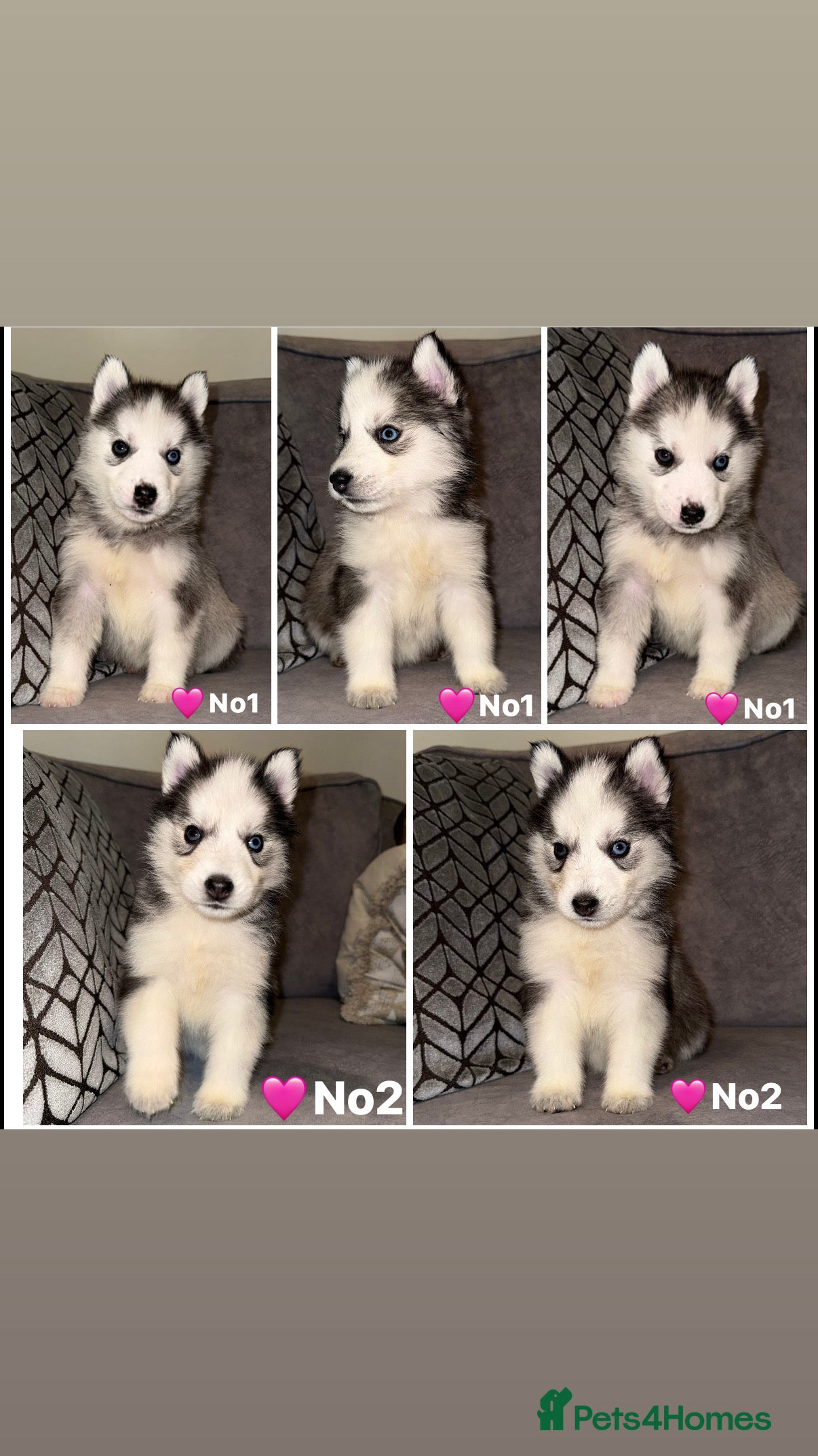 Siberian Husky dogs Stunning Siberian Husky puppies 😍 - Advert 1