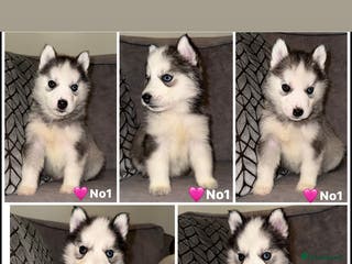 Siberian Husky dogs Stunning Siberian Husky puppies 😍 - Advert 3