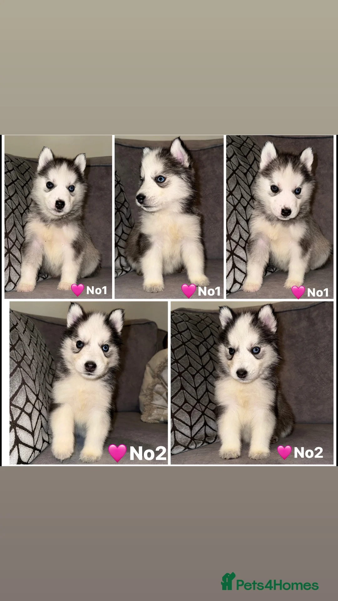 Siberian Husky dogs for sale: 3 Stunning Siberian Husky boys with blue eyes 😍 - Advert 11