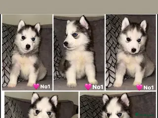 Siberian Husky dogs Stunning Siberian Husky puppies 😍 - Advert 9