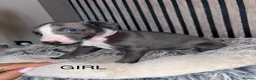 Whippet dogs for sale: Whippet pups for sale x5 boys x1 Girl - Advert 2
