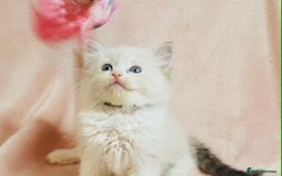 Ragdoll cats for sale: Ragdoll kittens - Image 7