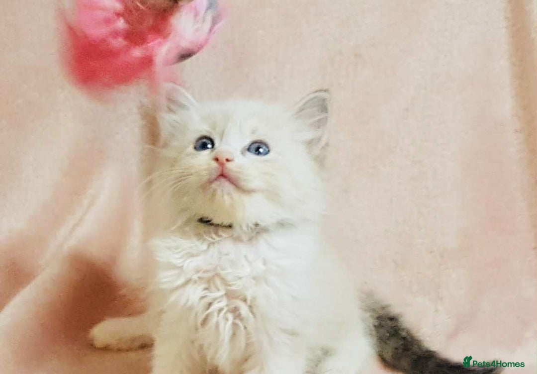 Ragdoll cats for sale: Ragdoll kittens - Image 7