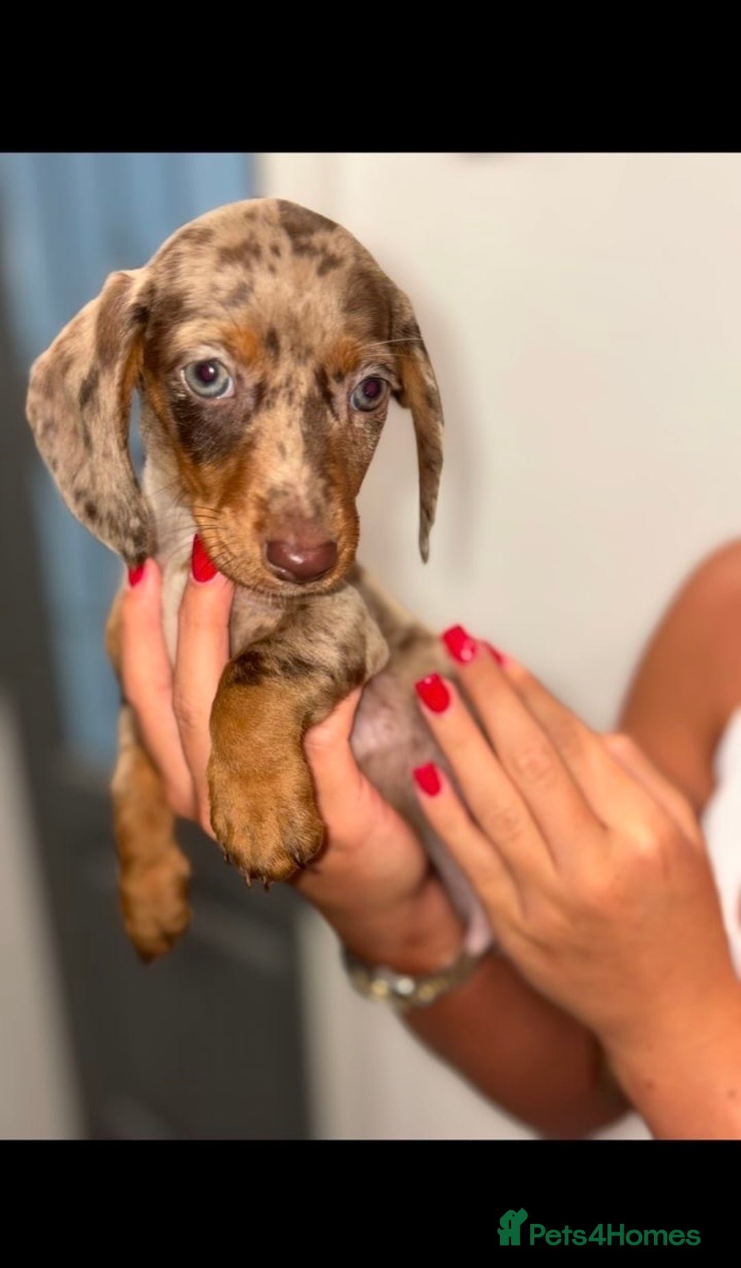 Miniature Dachshund dogs for sale: Mini dachshunds puppy’s  - Image 4