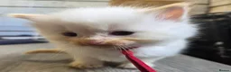 Ragdoll cats for sale: 2 Beautiful Ragdoll Kittens - Advert 8