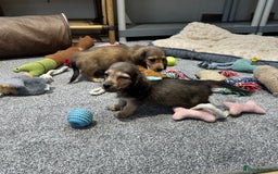 Miniature Dachshund dogs for sale: Gorgeous shaded cream pups - Image 23