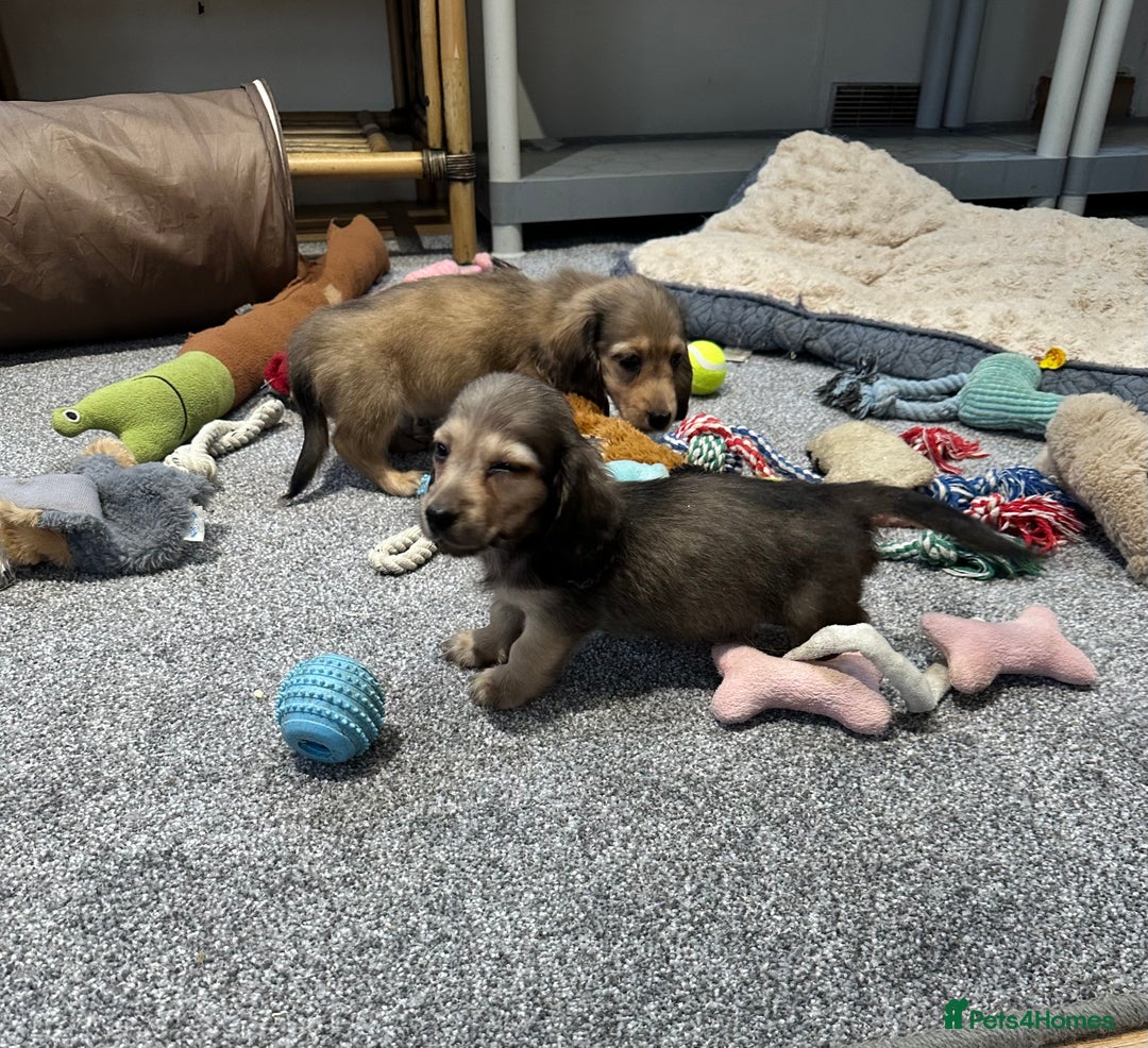 Miniature Dachshund dogs for sale: Gorgeous shaded cream pups - Image 23