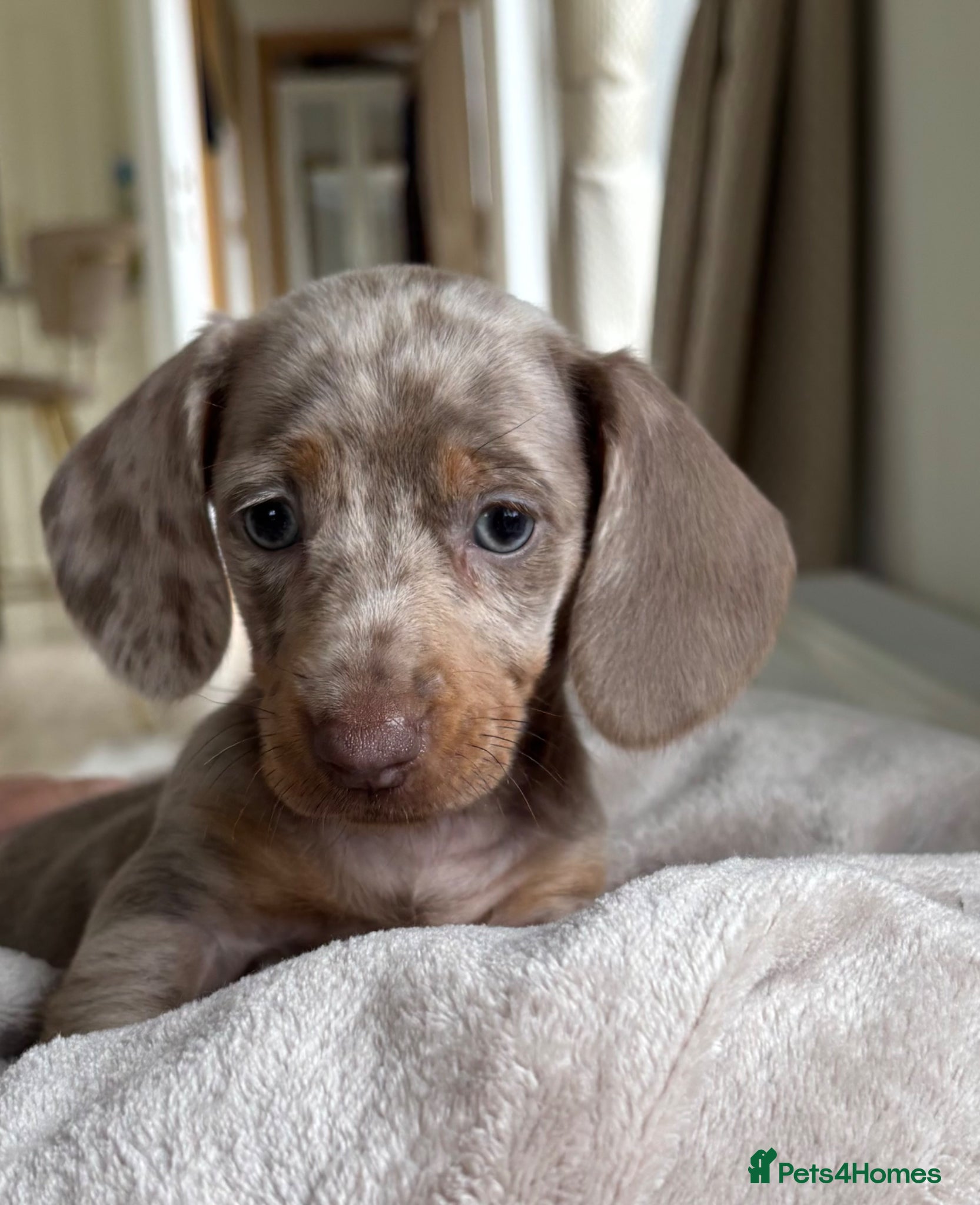 Dachshund dogs Dachshund puppies  - Advert 5