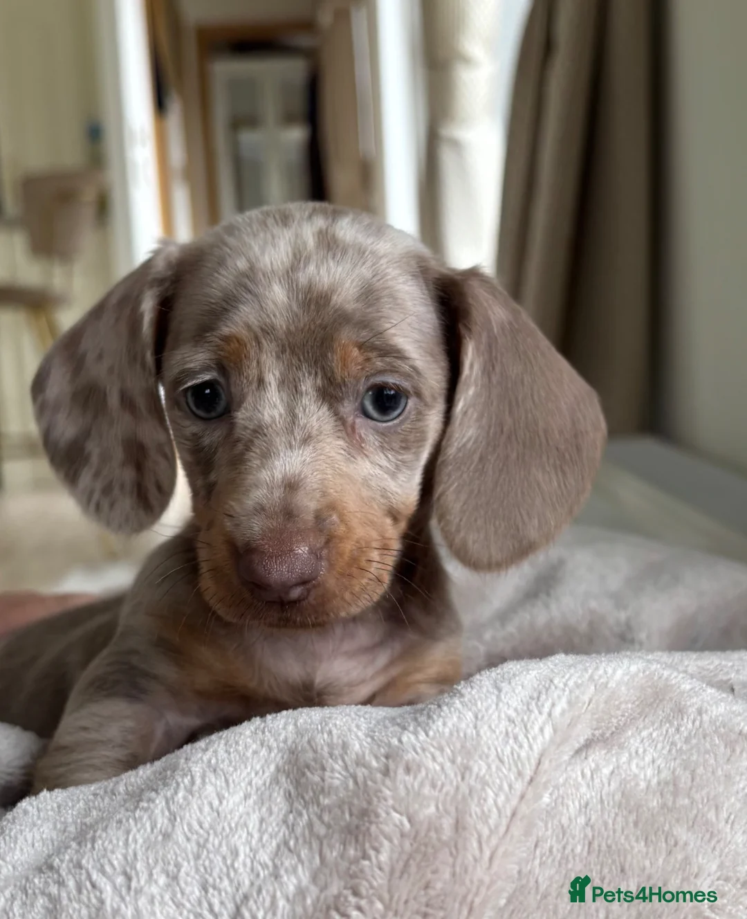 Dachshund dogs for sale: Dachshund puppies  - Advert 1
