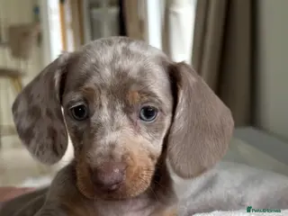 Dachshund dogs Dachshund puppies - Advert 6
