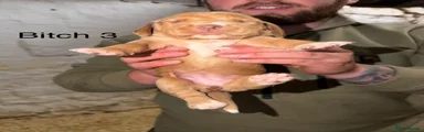 Bitch 3
