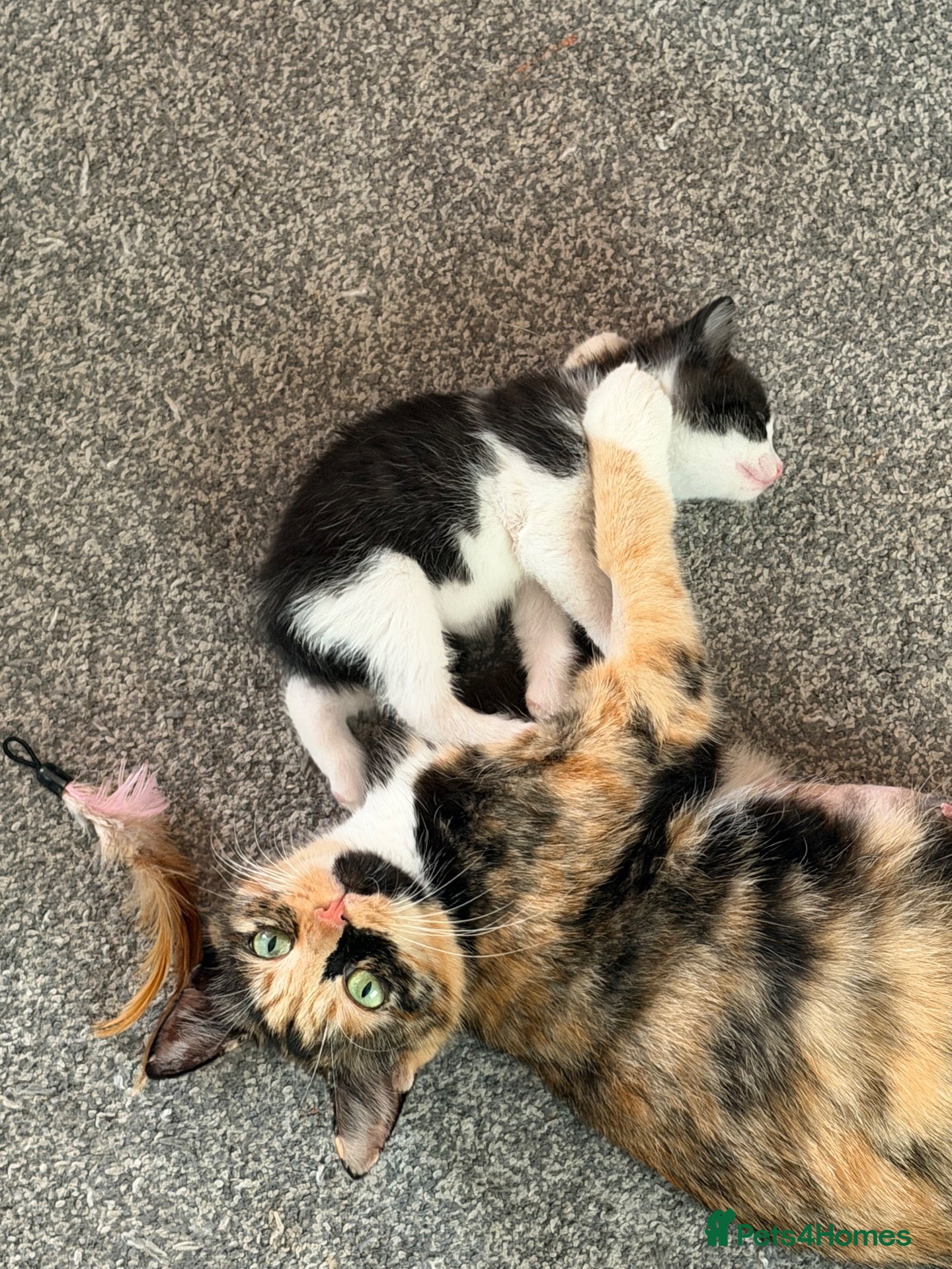 Mixed Breed cats 3 Black and White Mixed Male Kittens  - Advert 4