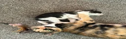 Mixed Breed cats for sale: 3 Black and White Mixed Male Kittens  in Sheffield - Advert 1